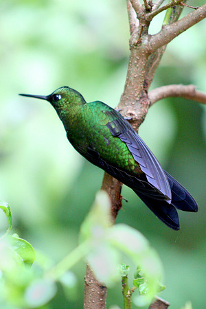 Green-crowned Brilliant